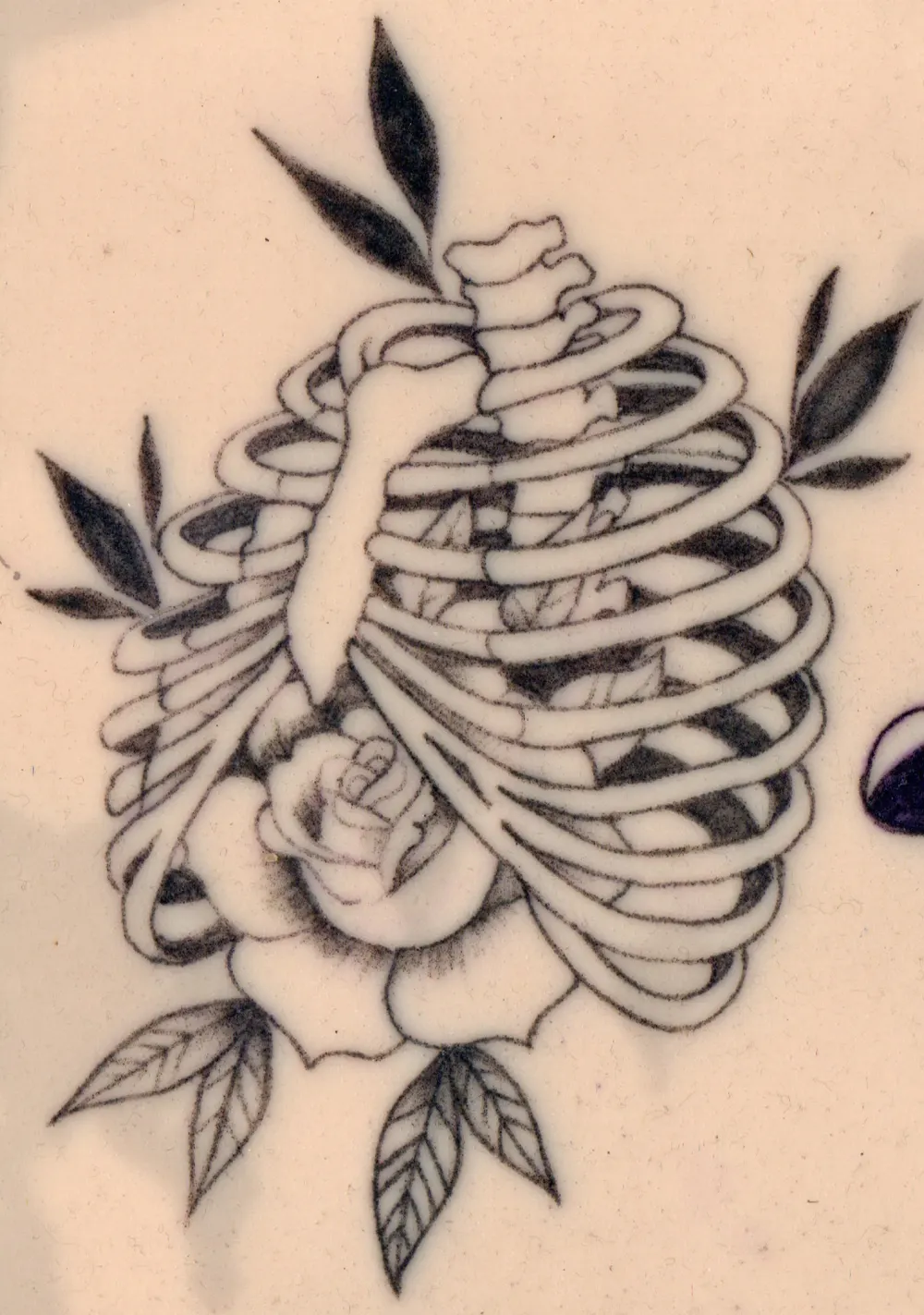 Ribcage + rose